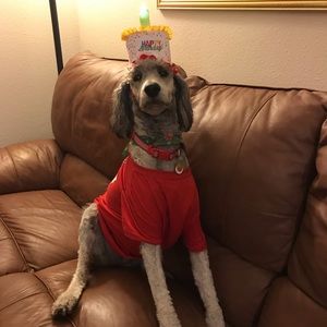 Meet your Posher, Ray